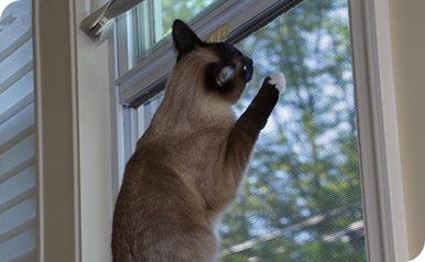 宠物专用防护纱网